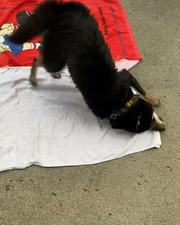 タオルに体をこすり付ける犬