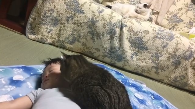寝ている子どもを見ている猫