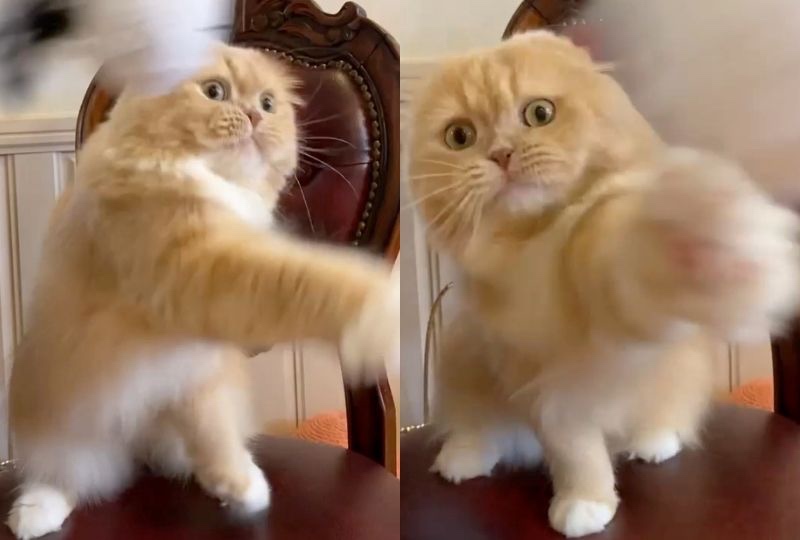 目指せナイスバディ！圧巻の目力でキレッキレのダンスを踊る猫さんが迫力満点の可愛さ