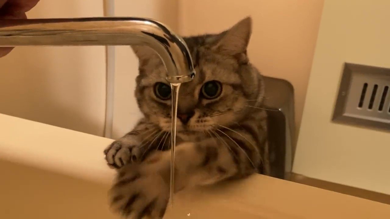 水に触ろうとする猫