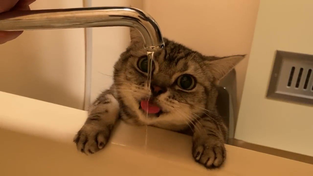 蛇口の水を飲む猫
