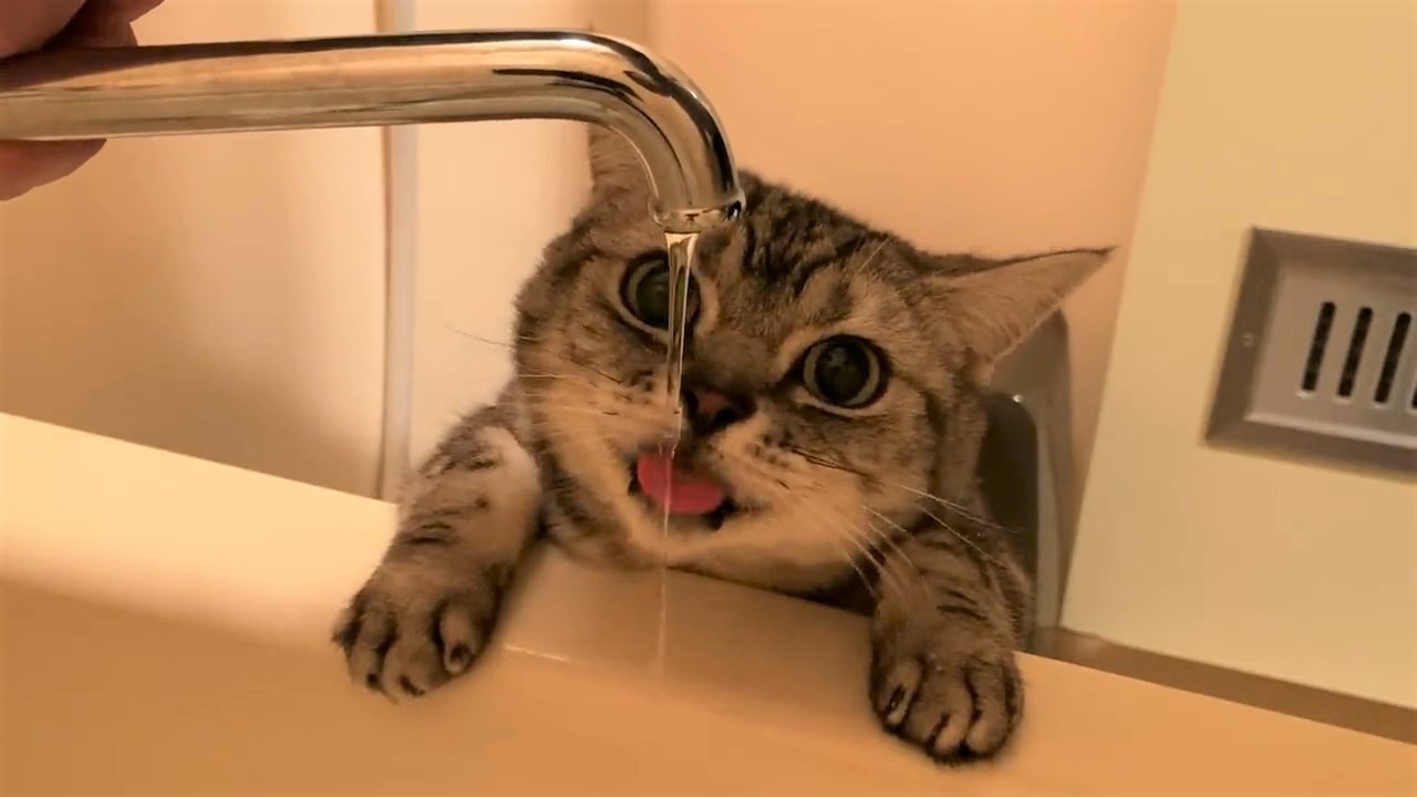 「直飲みが最高ニャ～♪」お水の飲み方がちょっぴり変わった猫さんが話題沸騰中！