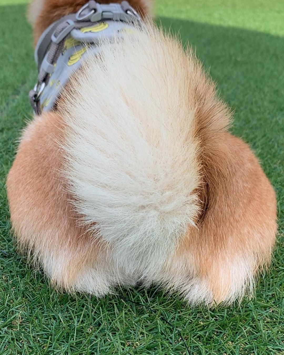犬　尻尾