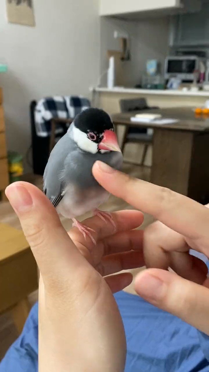 指に乗っている鳥
