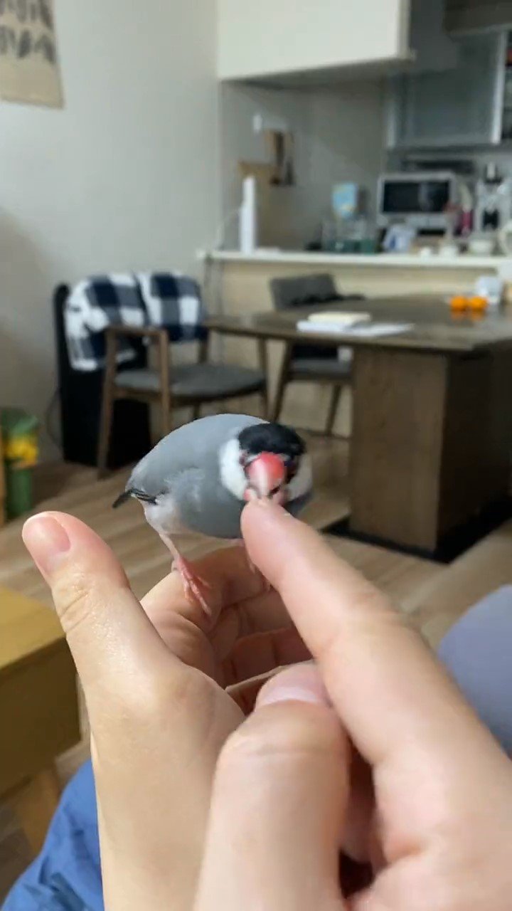指を口ばしでつつく鳥