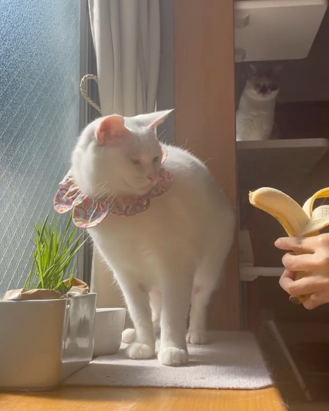 猫　バナナ
