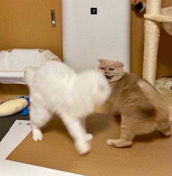 猫　喧嘩