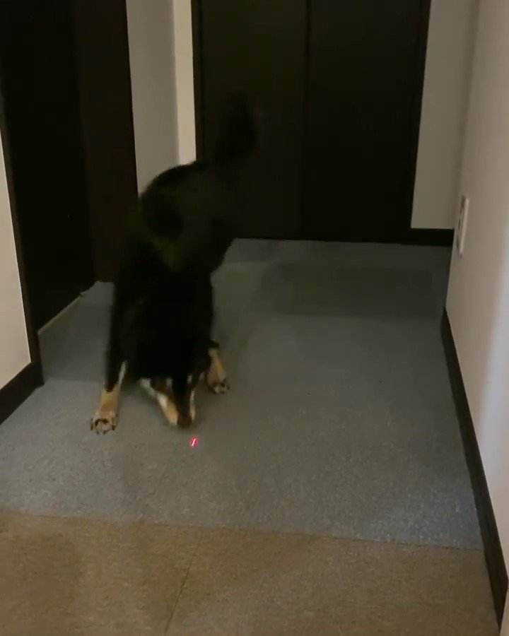レーザーポインターを追いかける犬