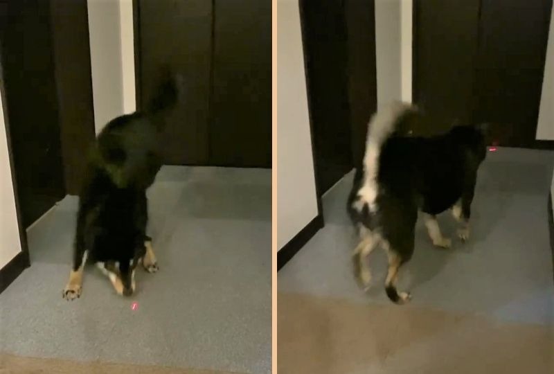 柴犬さんが「ニャンコ」に！？レーザーポインターを追いかける姿がおもしろ可愛くて爆笑！