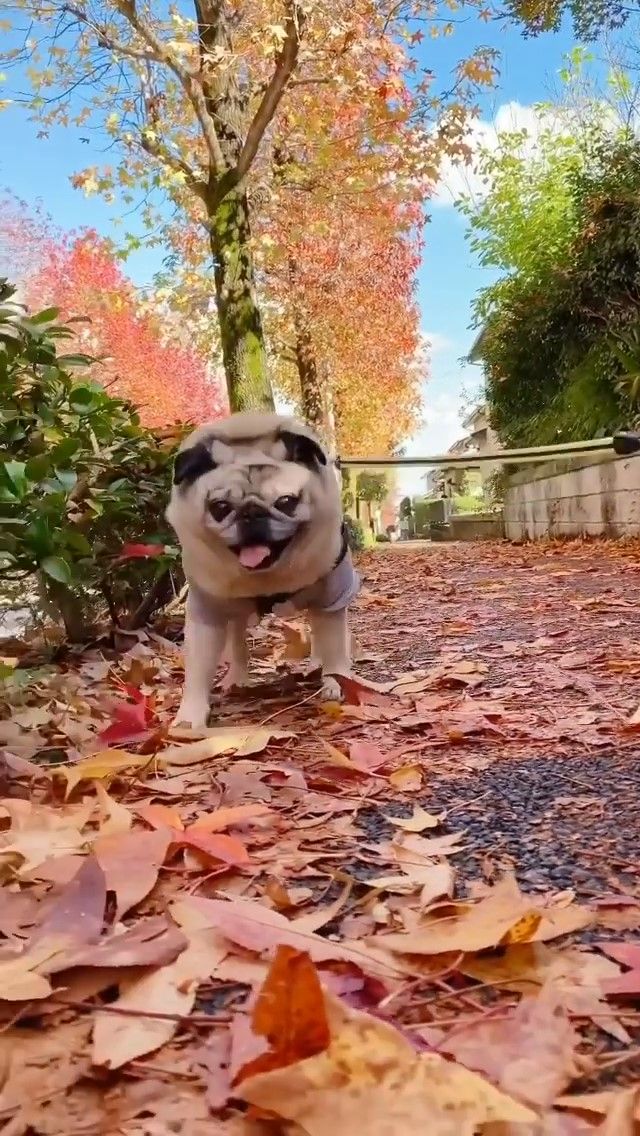 落ち葉の道を歩く犬