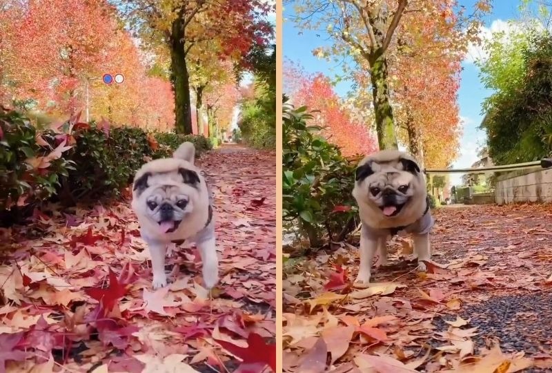 落ち葉の絨毯の上をテクテクテク♪紅葉のお散歩コースをルンルンで歩くパグくん