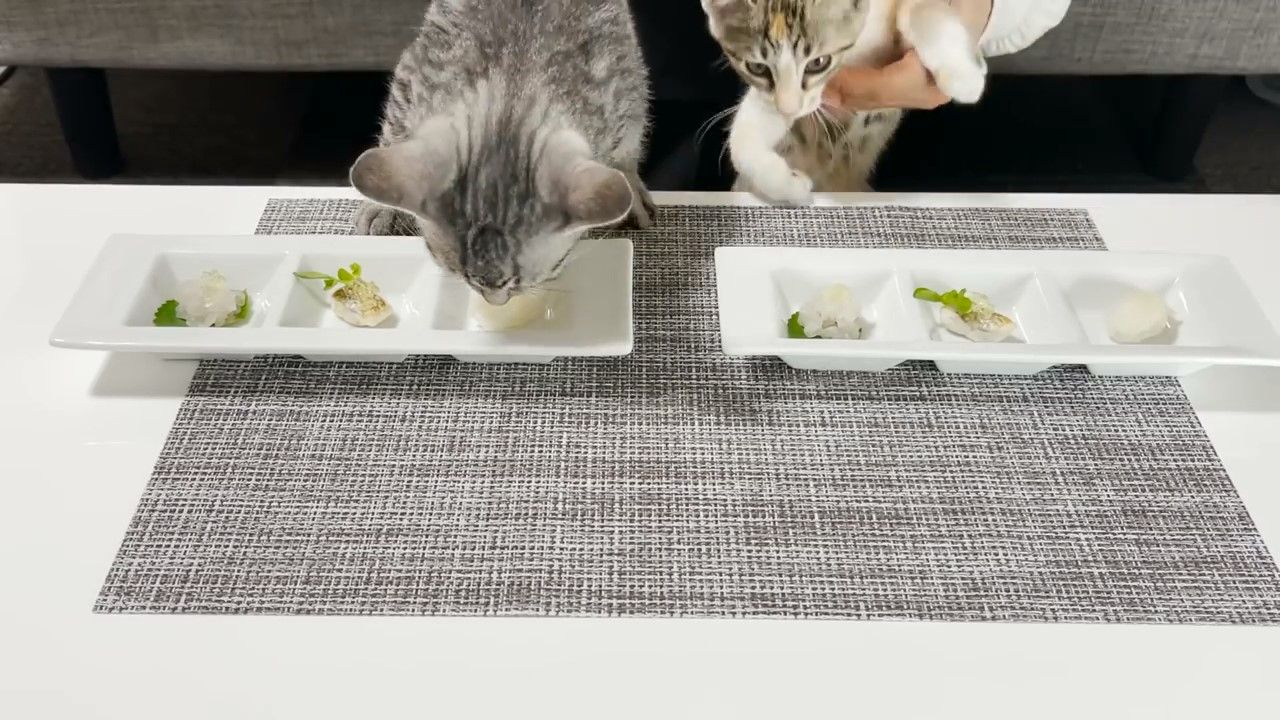 魚を食べる子猫