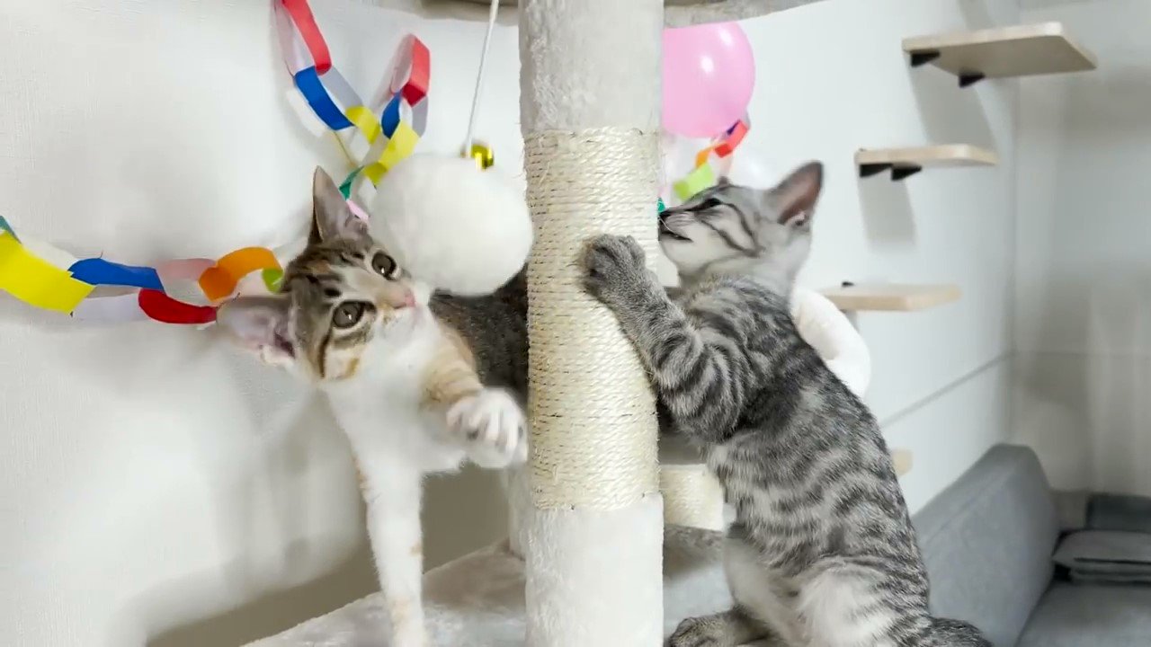 遊ぶ子猫