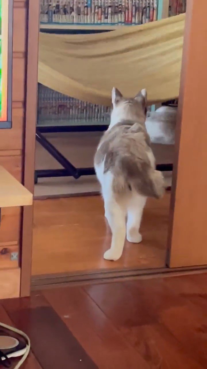 ハンモックで遊ぶ猫を見つめる猫