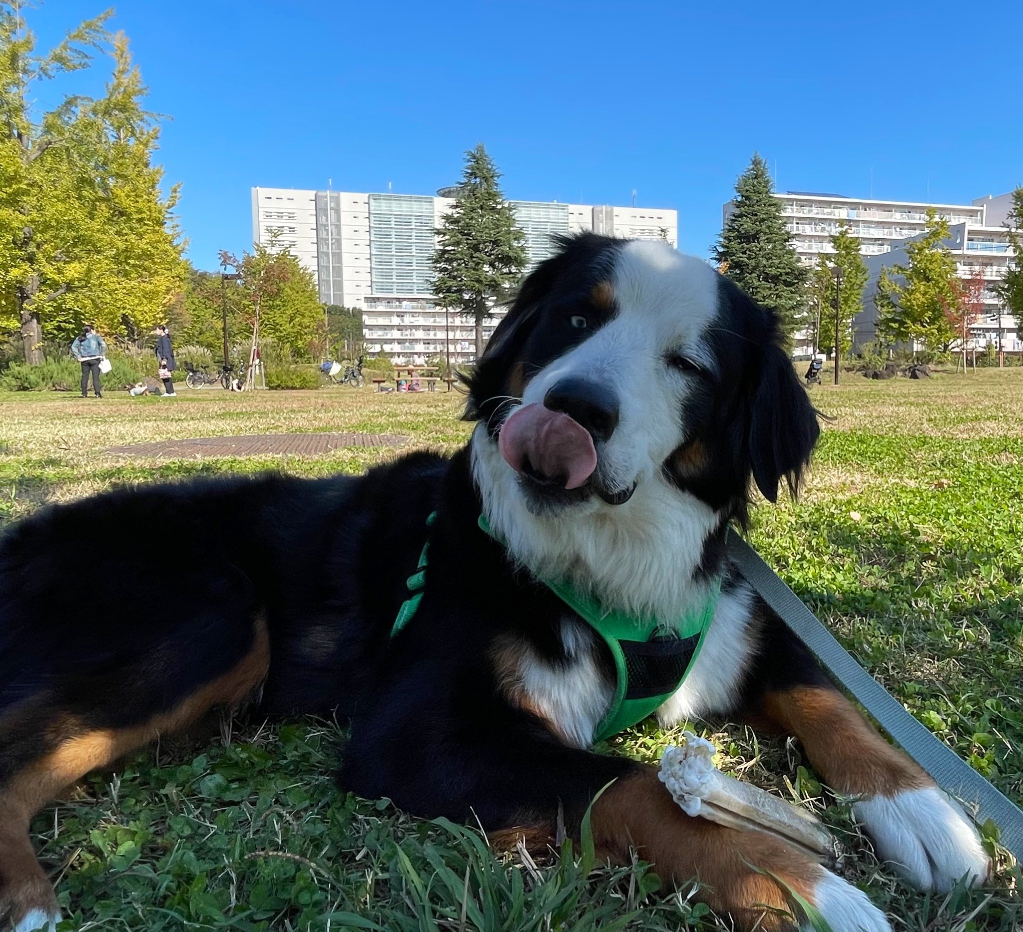 公園で寝転がる犬