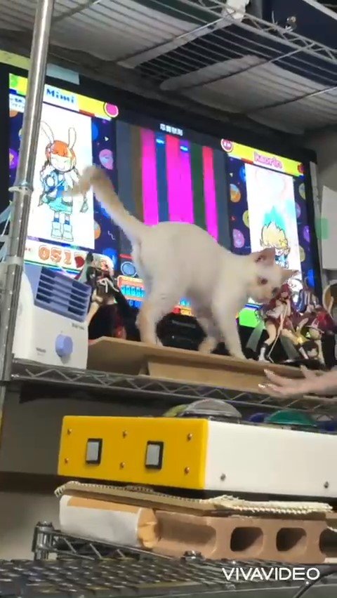 ゲームを邪魔する猫