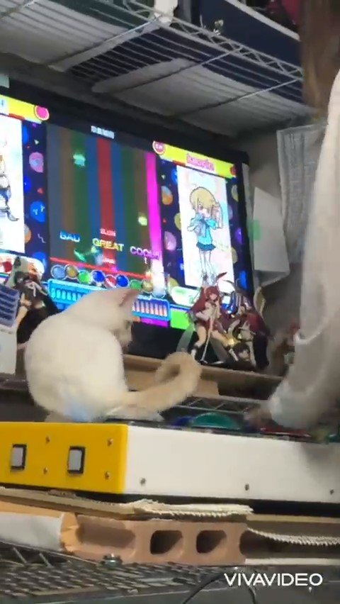 ゲームを邪魔する猫