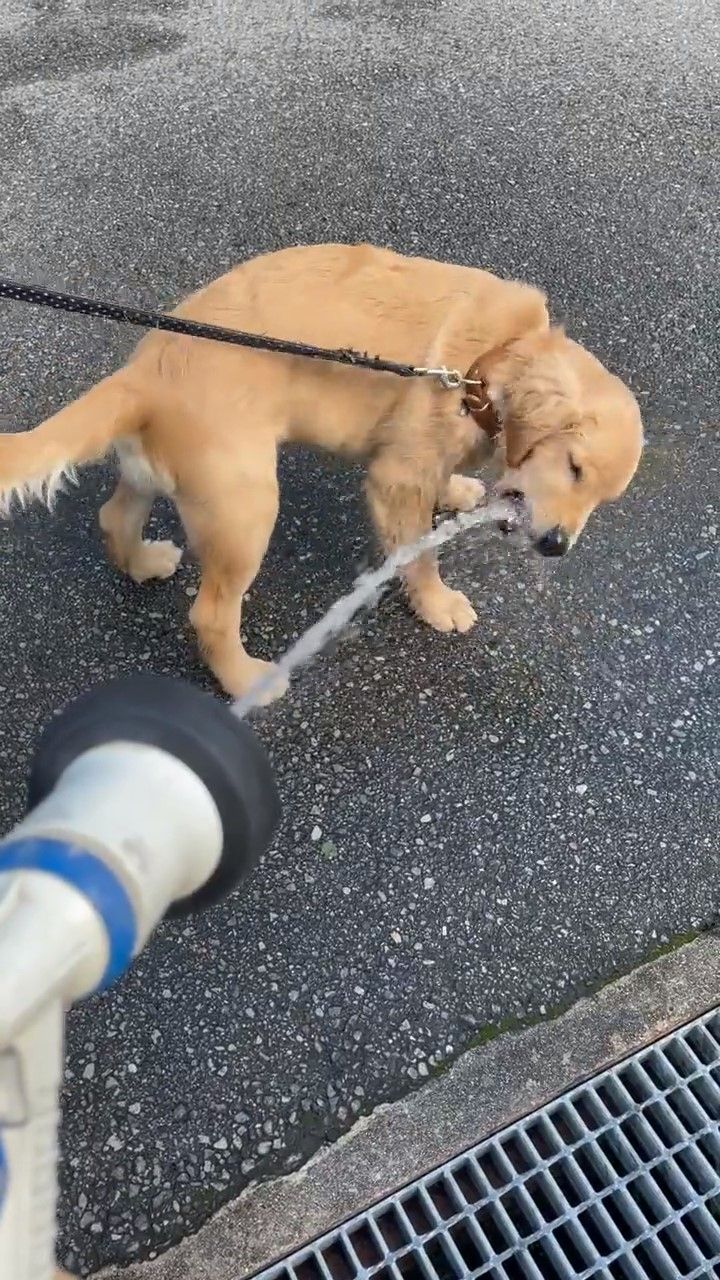 ホースから出る水を飲む犬