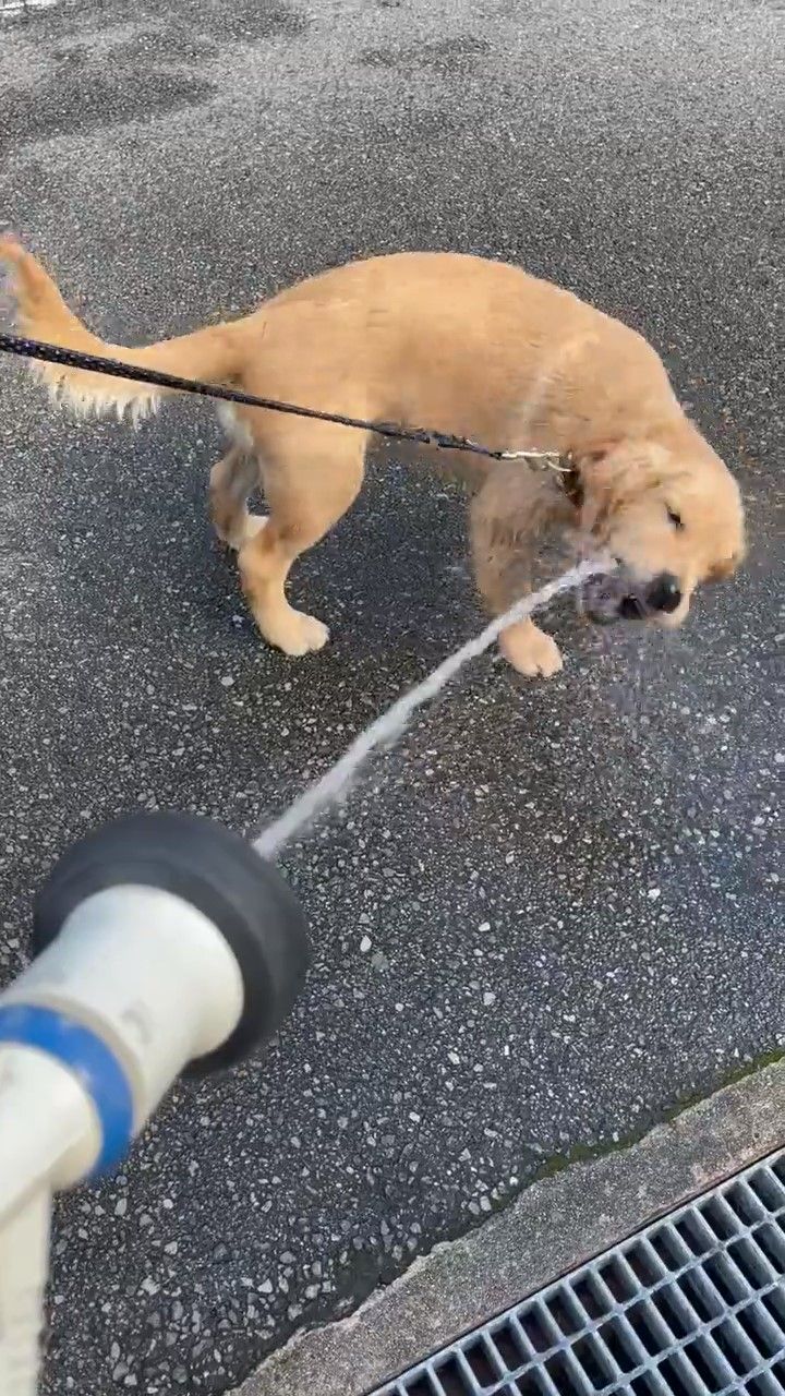 ホースから出る水を飲む犬