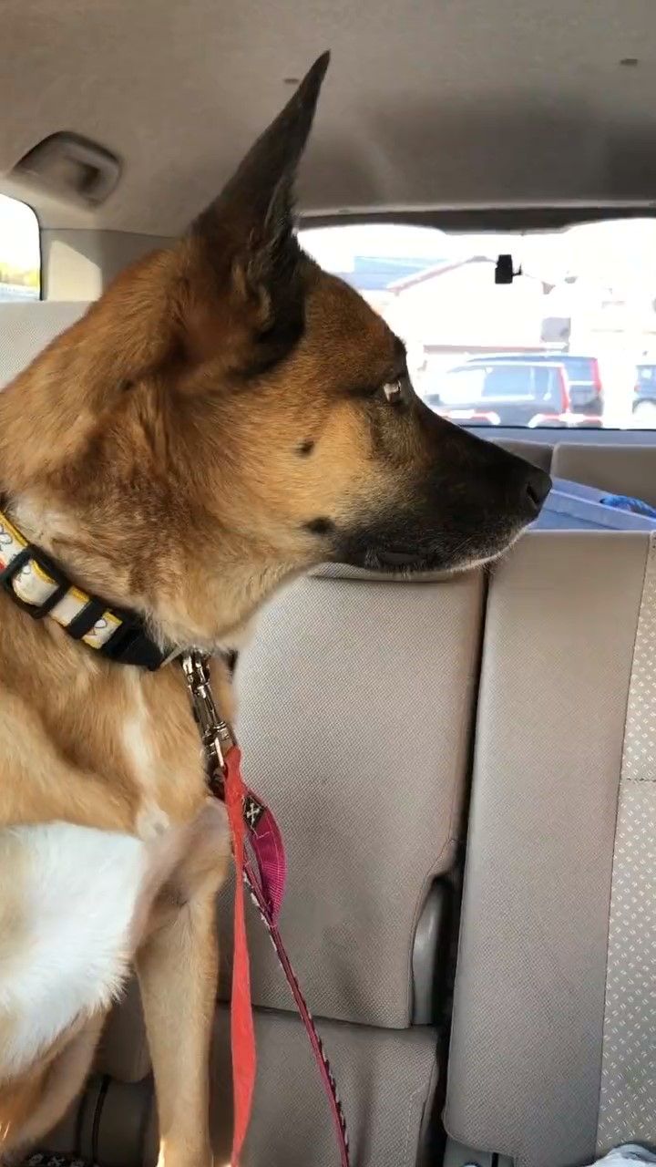 車で待っている犬