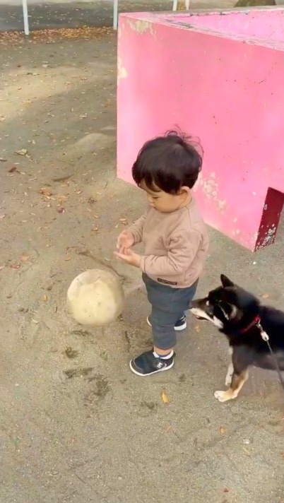 犬　子供がボールを渡さない