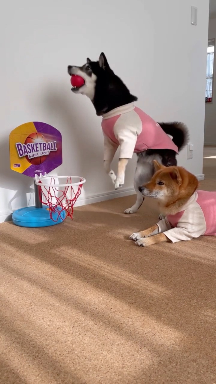 犬　バスケットボール