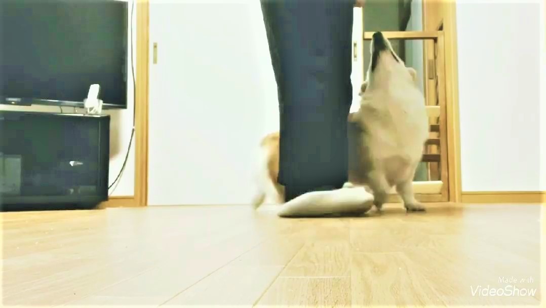 犬　トレーニング