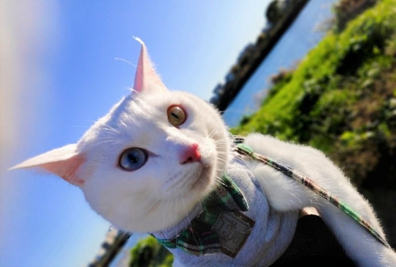 飼い主と広い公園にお出かけ♪抱っこ散歩にご機嫌の白猫くんが可愛すぎ！