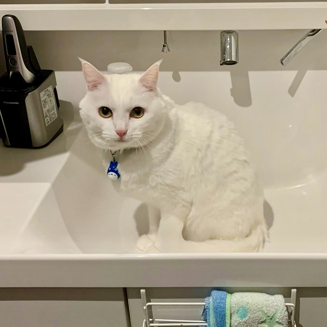 猫　洗面所に座っている