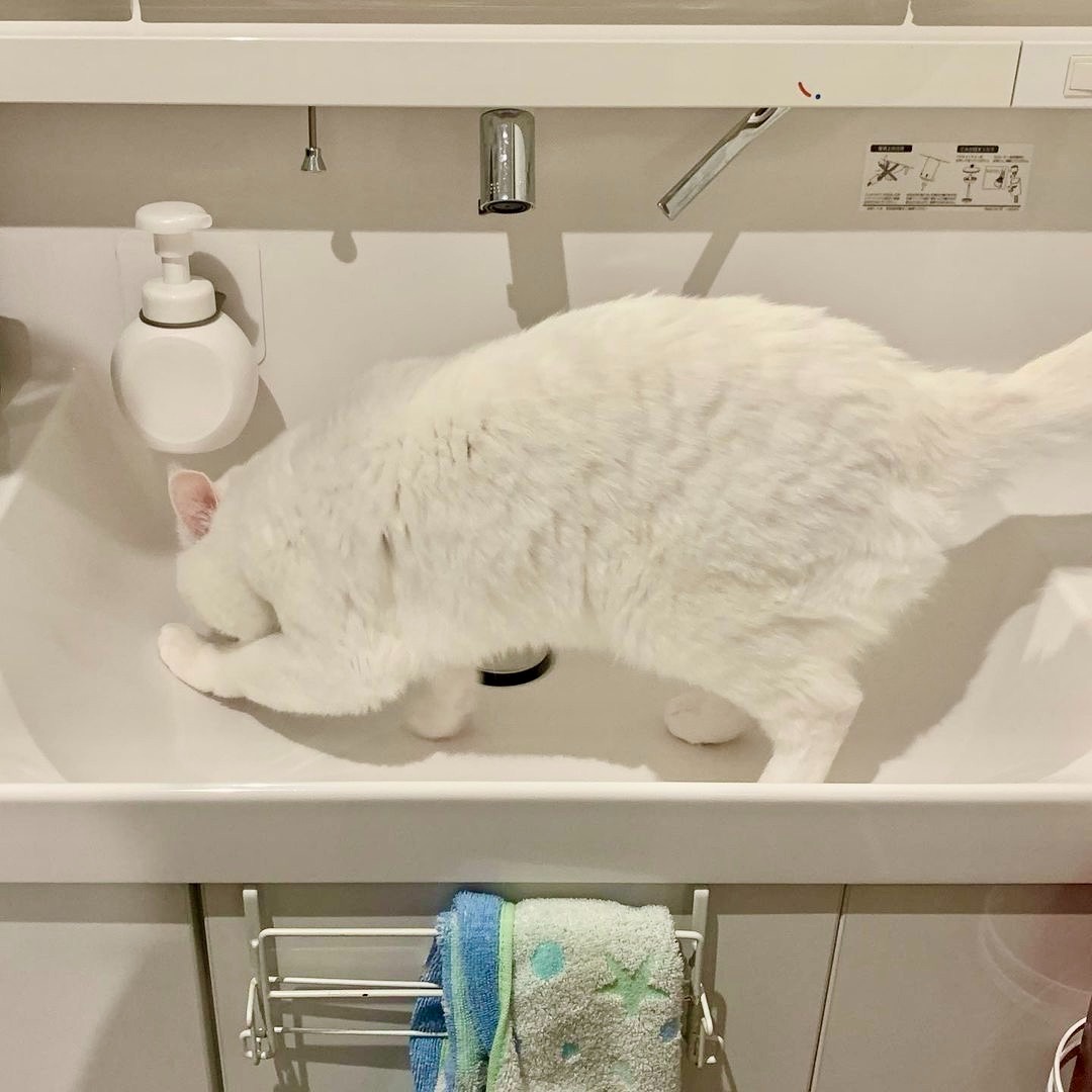猫　洗面所をカキカキ