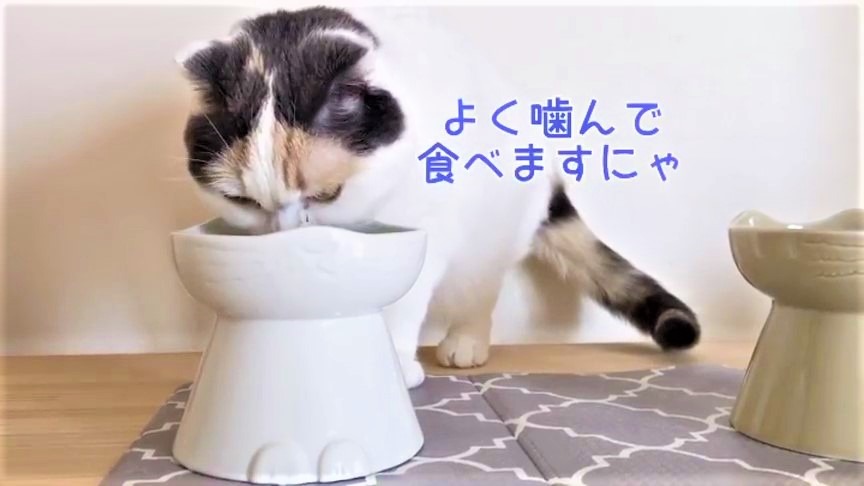 猫　ご飯