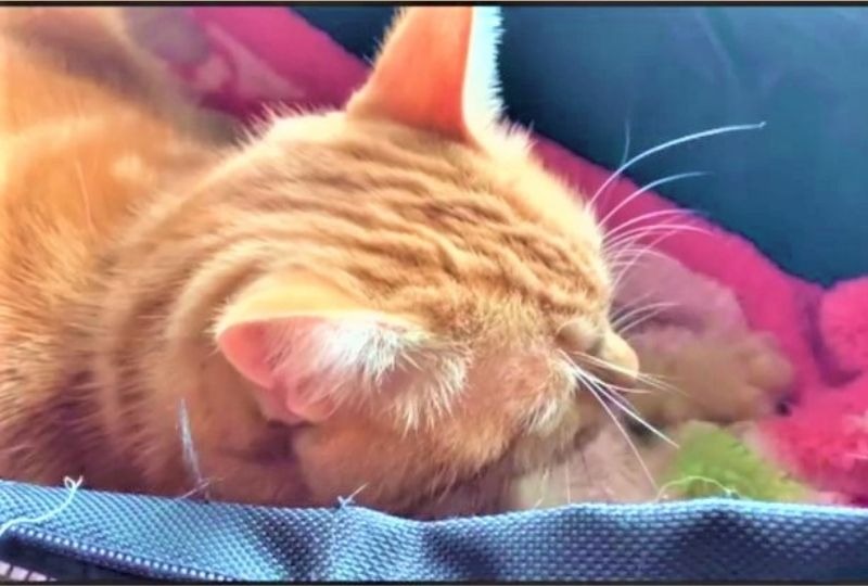 見てると眠くなる…。一生懸命毛布をフミフミし続ける猫くんから目が離せない！