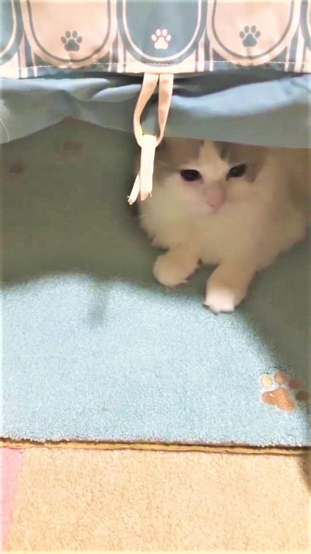 猫　テント
