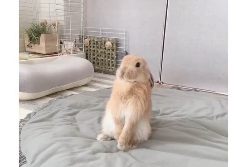 伸びをするウサギ