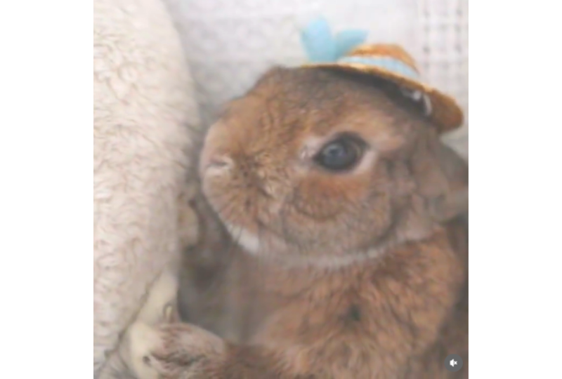帽子をかぶっているウサギ