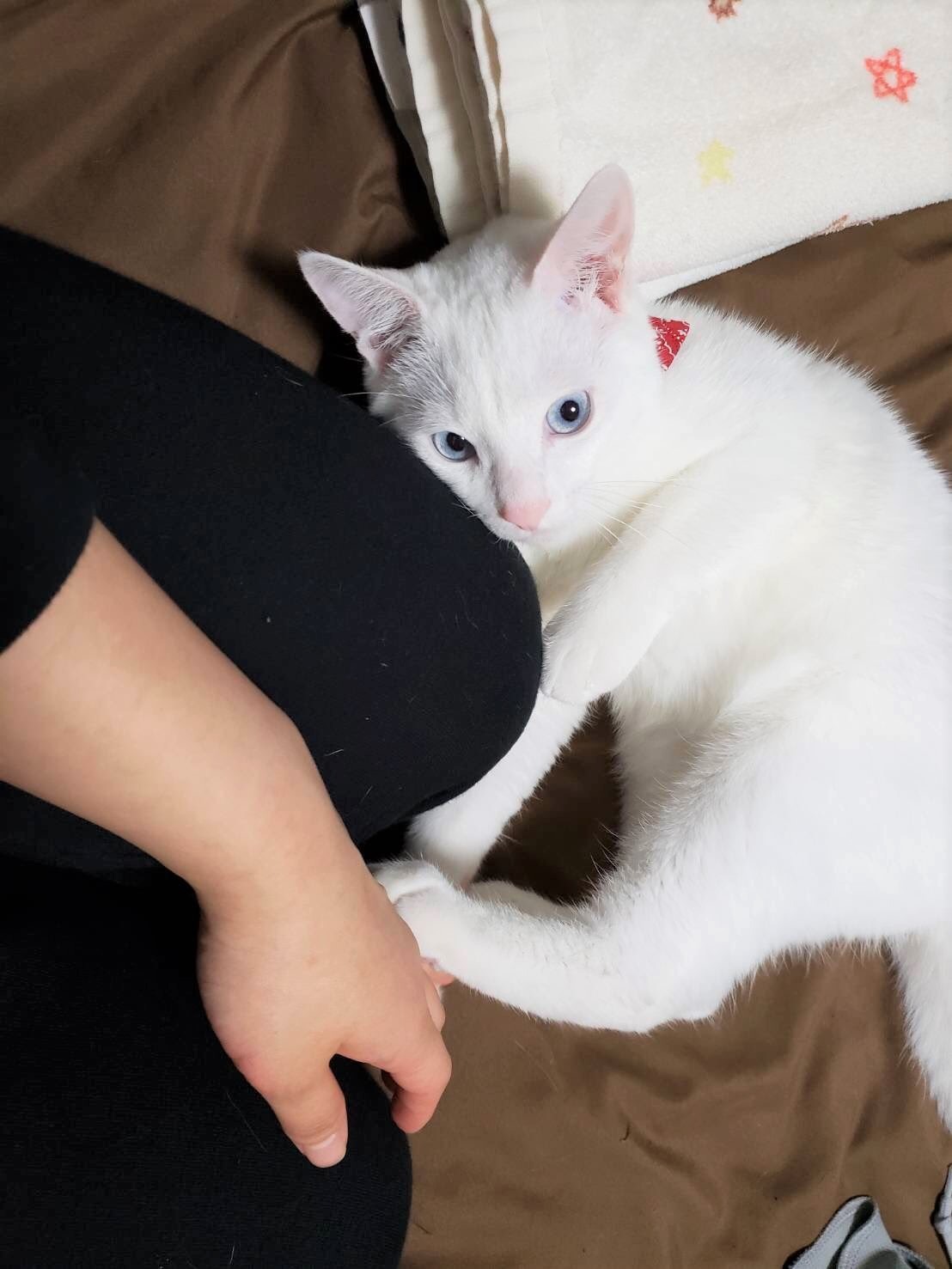 猫　白猫