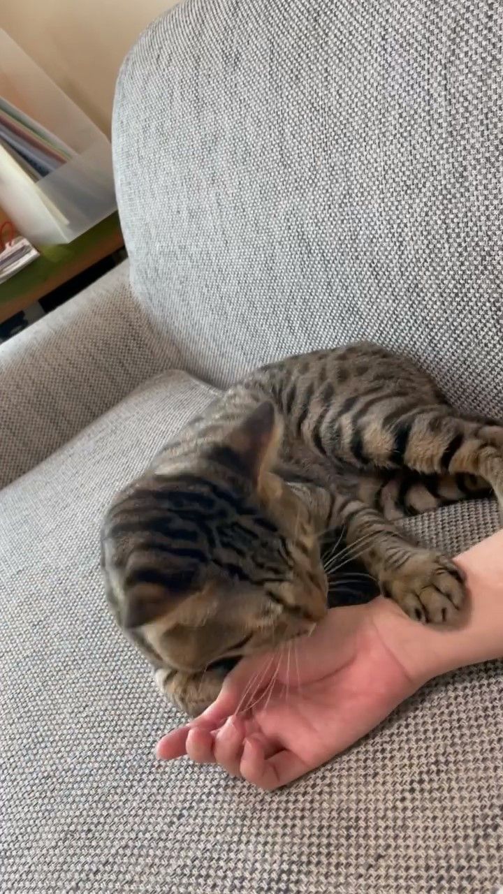 腕を舐める猫