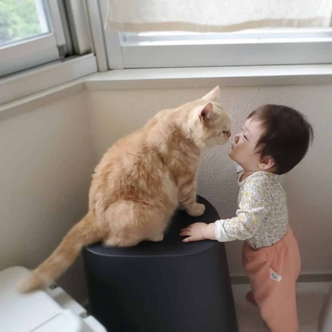 見つめ合う猫と子ども
