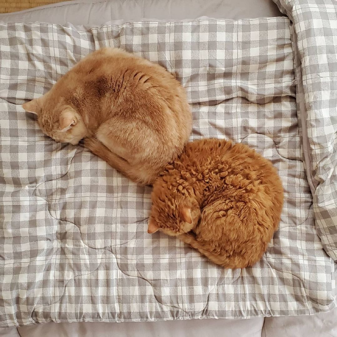同じ寝相の猫