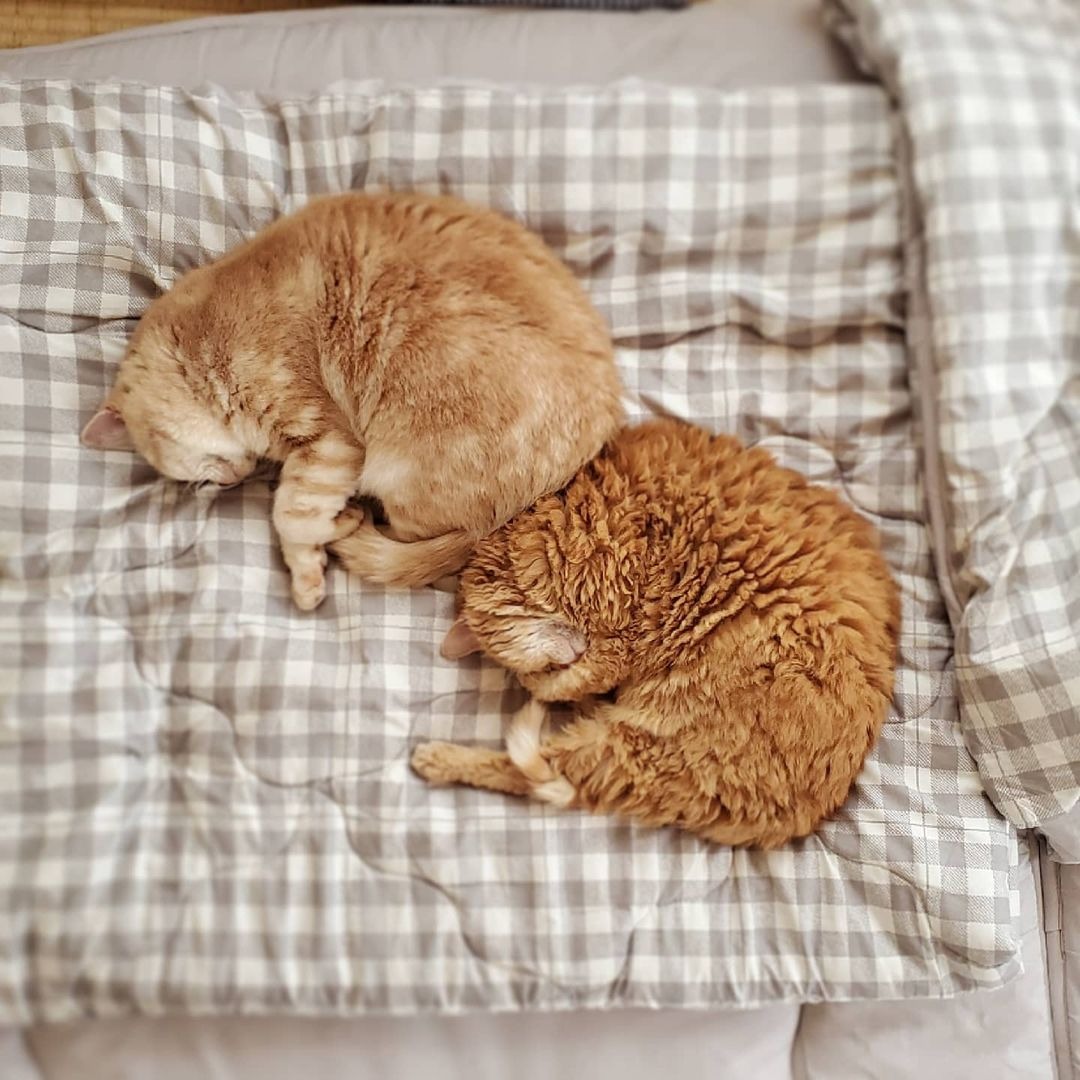 同じ寝相の猫