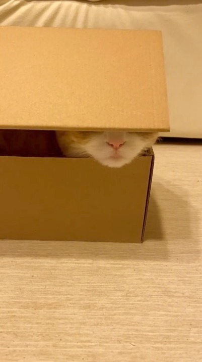 猫　びっくり箱