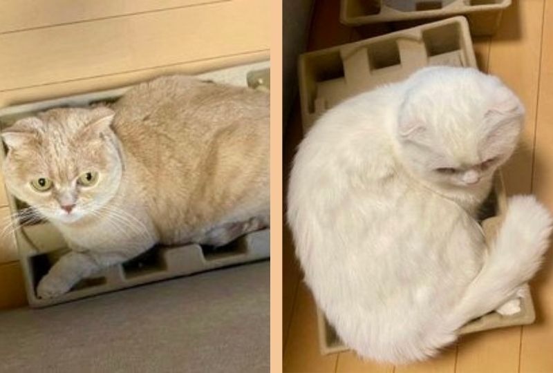 小さな箱に無理やり入る姉弟猫。自分の体の大きさを分かってない姿に爆笑！