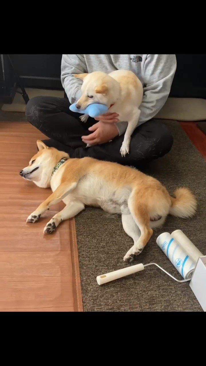 抱っこされる犬と寝ている犬