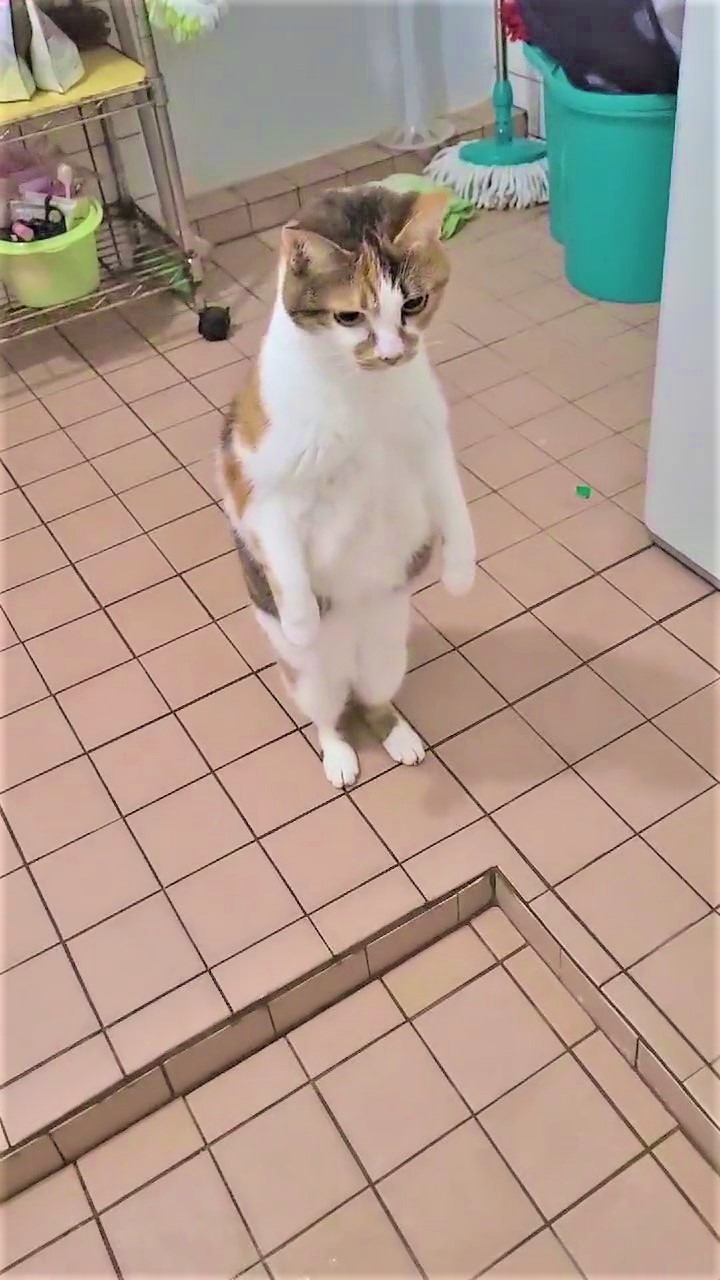 猫　立つ