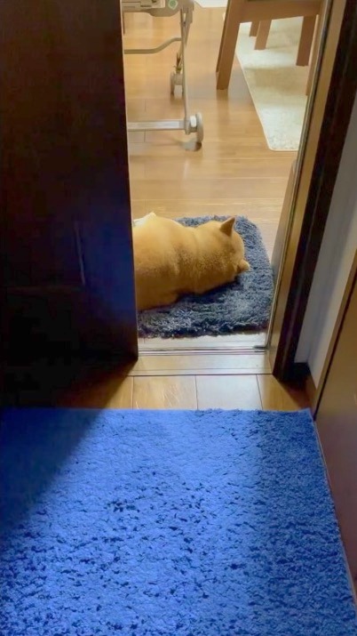 犬　入り口で寝てる？
