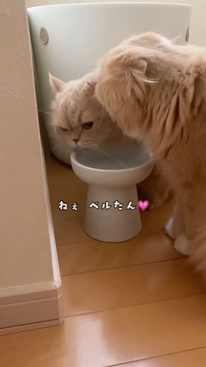 猫　お水