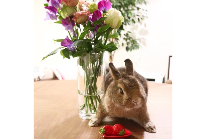 花瓶とウサギ