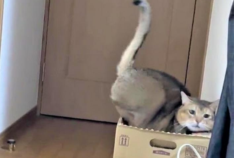 「ガックン！」足を踏み外して箱の中に落ちてしまった猫くん。びっくり顔が超絶可愛い！
