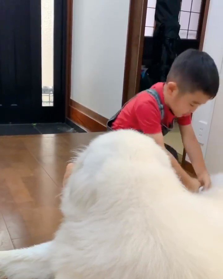 犬と遊ぶ子供