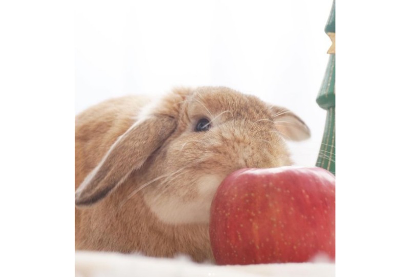 りんごを食べるウサギ